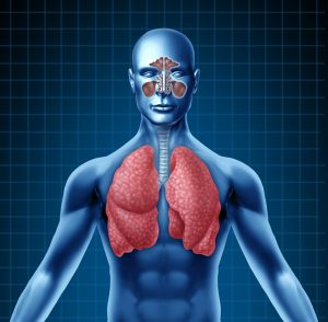 Human sinus and respiratory system